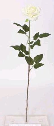 PE DE ROSA
