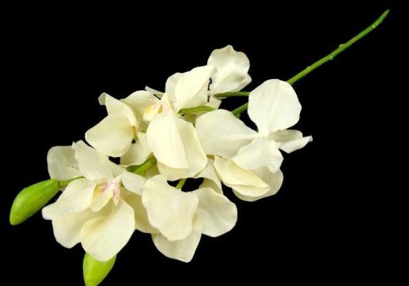 PE ORQUIDEA 68CM