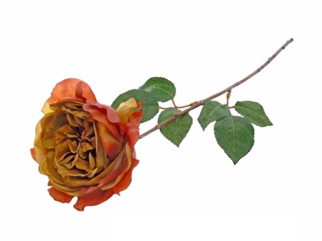 PE ROSA ENGLISH ROSE CAST. 54cm