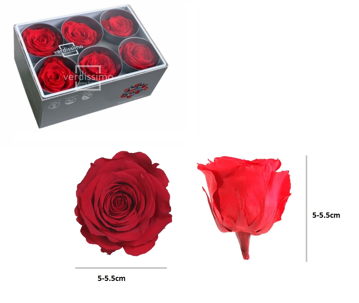 VERDISSIMO- ROSA STANDARD VERM. BOX 6