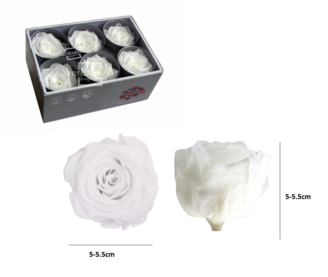 VERDISSIMO- ROSA STANDARD BRANCO BOX 6