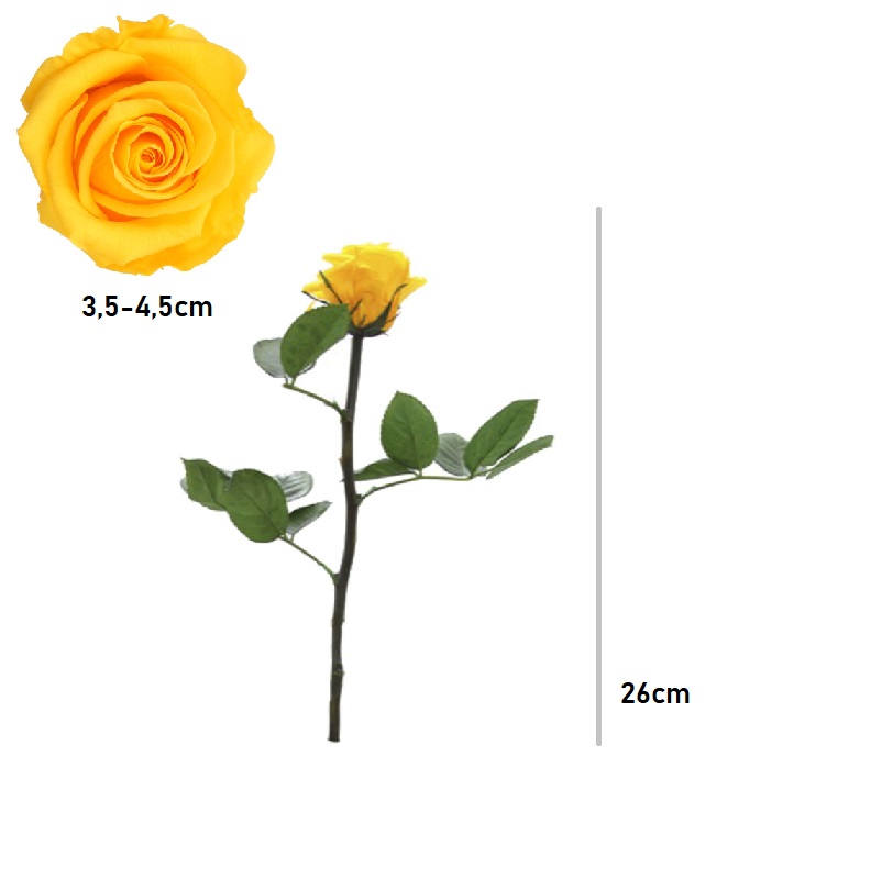 VERDISSIMO- MINI AMOROSA BULK AMARELO