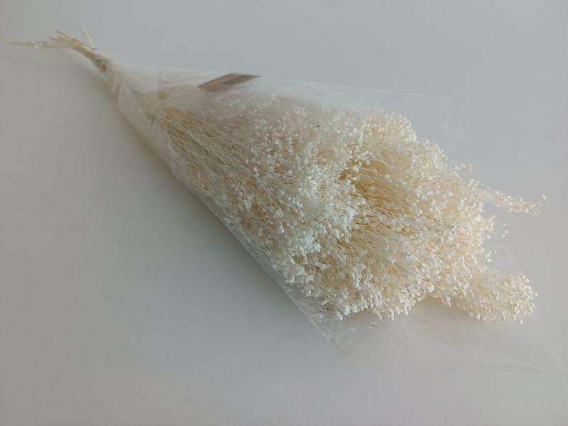 FLORIBERIA- BROOMS BLOOMS 50cm REF.006.00