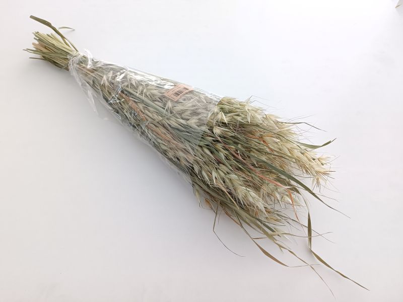 FLORIBERIA- AVENA SALVAJE 80CM REF. 025.04