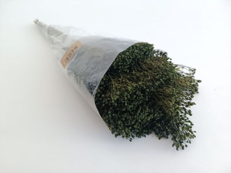 FLORIBERIA- BROOMS PRESS 50cm REF.006P67