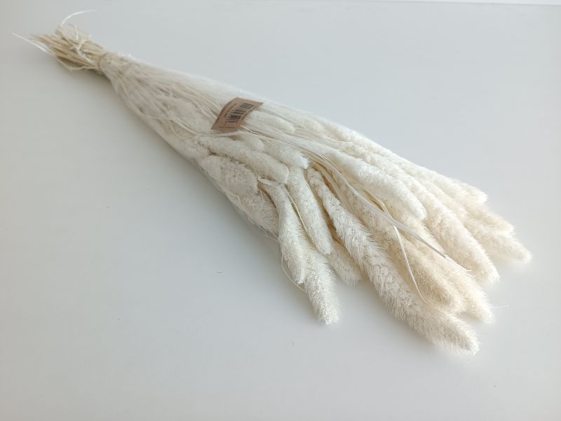 FLORIBERIA- SETARIA 75CM REF. 029.00
