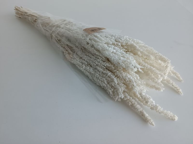 FLORIBERIA- AMARANTHUS PRES. 40/50CM REF. 055.00