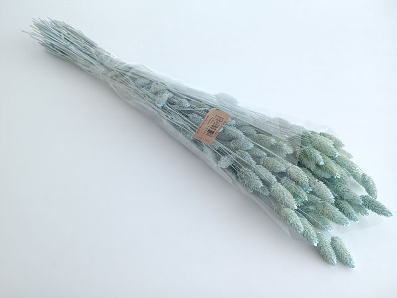 FLORIBERIA- PHALARIS 80CM REF. 013M70